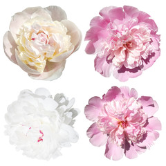 Set of four peonies isolated on white background 