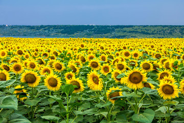 Obraz premium sunflowers field and blue sky