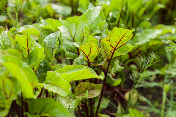 Beet leaves grow in the garden