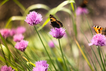 butterflies on a meadow
