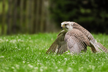 Falcon after hunting in the grass