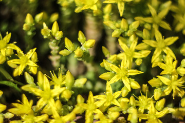 meadow flowers