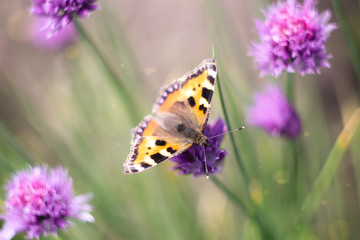 Obraz na płótnie Canvas butterflies on a meadow