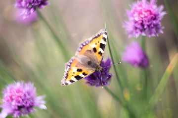 butterflies on a meadow