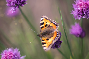 butterflies on a meadow