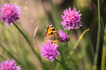 butterflies on a meadow