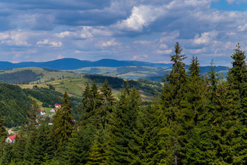 Fototapeta na wymiar High Spruce on the background of the Carpathian Mountains