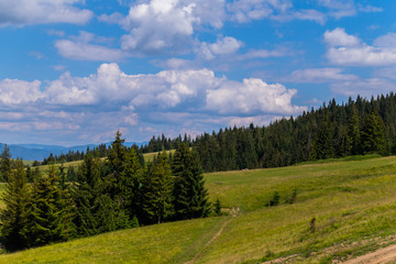 Path walking along a mountain slope overgrown with grass. Among the tall fir trees against the sky with low floating clouds.