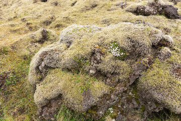 Stones covered with green moss in the Icelandic landscape