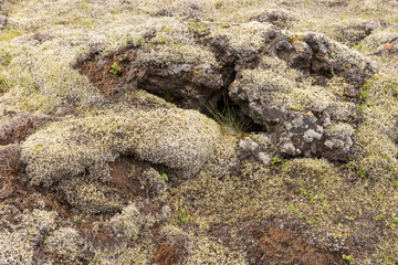Stones covered with green moss in the Icelandic landscape