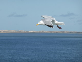 Fototapeta na wymiar Gull gliding on the wind