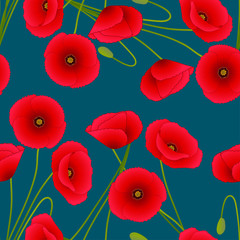 Obraz premium Red Corn Poppy on Indigo Blue Background.