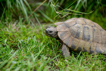 Petite tortue de terre dans l'herbe du jardin