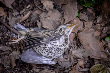 Un petit oiseau, une grive étendue morte dans les bois