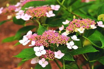 美しい紫陽花