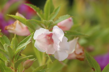 Obraz premium faune et flore 