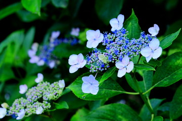 ブルーの紫陽花