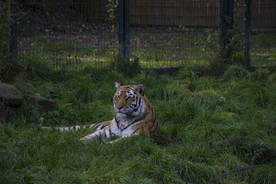 Siberian tiger or Amur tiger Panthera tigris altaica sitting in the grass