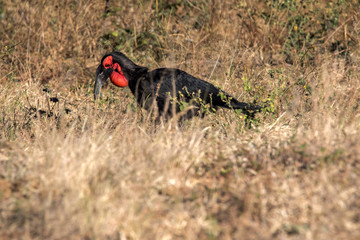 Ground Hornbill, Bucorvus leadbeateri, looking in the grass insects, Botswana