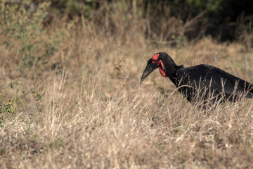 Ground Hornbill, Bucorvus leadbeateri, looking in the grass insects, Botswana