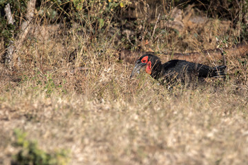 Ground Hornbill, Bucorvus leadbeateri, looking in the grass insects, Botswana