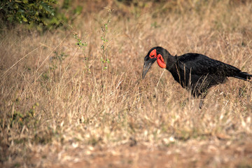 Ground Hornbill, Bucorvus leadbeateri, looking in the grass insects, Botswana