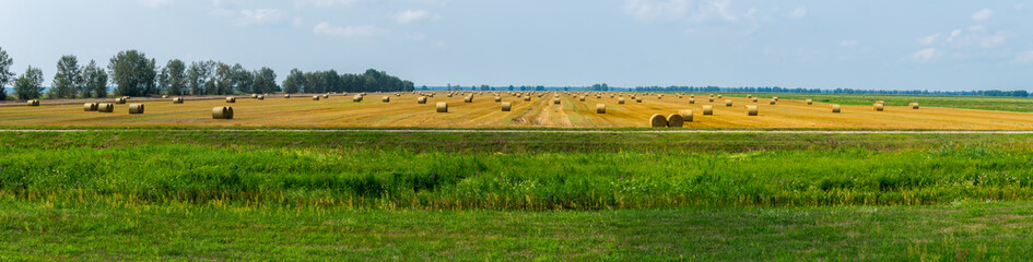 Fototapeta premium A huge field with a lot of beveled and gathered in a stack of grass