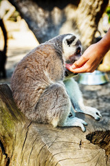 Ring-tailed Lemur 'Lemur Catta' in safari-park