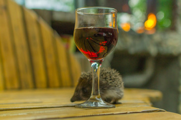 glass of wine and a hedgehog
