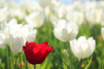 Une tulipe rouge vif dans le domaine des tulipes blanches en avril