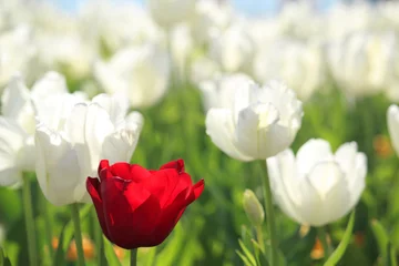 Photo sur Aluminium Tulipe Une tulipe rouge vif dans le domaine des tulipes blanches en avril