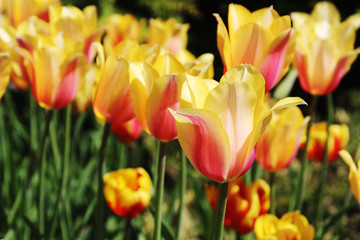 A field of red and yellow tulips blossoming in April