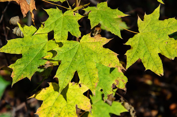 yellow green maple leaves on a branch, in autumn