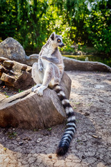 Ring-tailed Lemur 'Lemur Catta' in safari-park