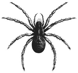 Spider #vector #isolated - Spinne