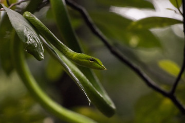 Green Vine Snake