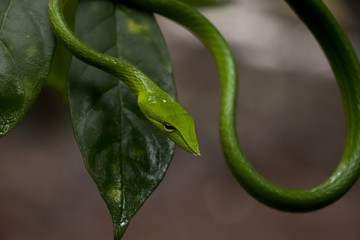 Obraz premium Green Vine Snake