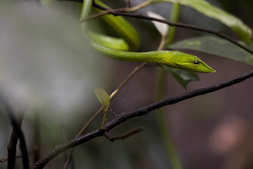 Green Vine Snake
