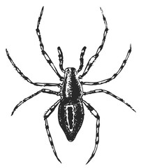 Spider #vector #isolated - Spinne