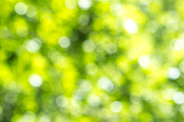 Blurred green tree leaf background with bokeh, Nature texture