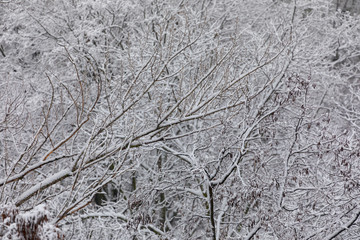 delicate natural patterns of tree branches and first white snow