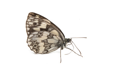 Fototapeta na wymiar butterfly isolated