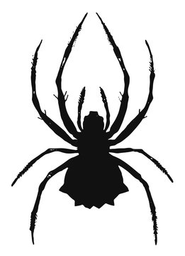 Spider #vector #isolated - Spinne