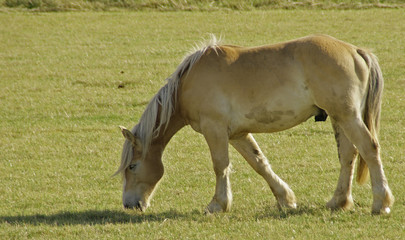 Fototapeta premium faune et flore 