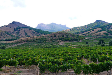 Fototapeta na wymiar green vineyard in the mountains under a bright sky