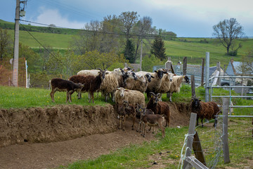 Obraz premium Troupeau de moutons et de biquettes des montagnes en Auvergne