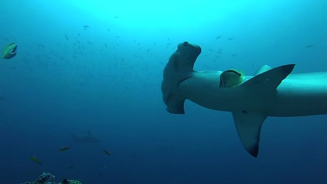 School of hammerhead sharks swimming in the blue - underwater shot