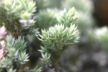 tiny green leaf plant
