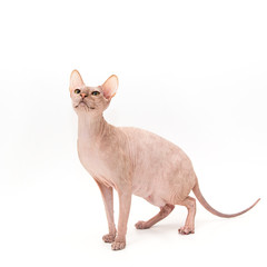 Sphynx kitten isolated on white.