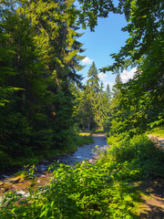 A stormy river in a spruce forest on a sunny day attracts its beauty